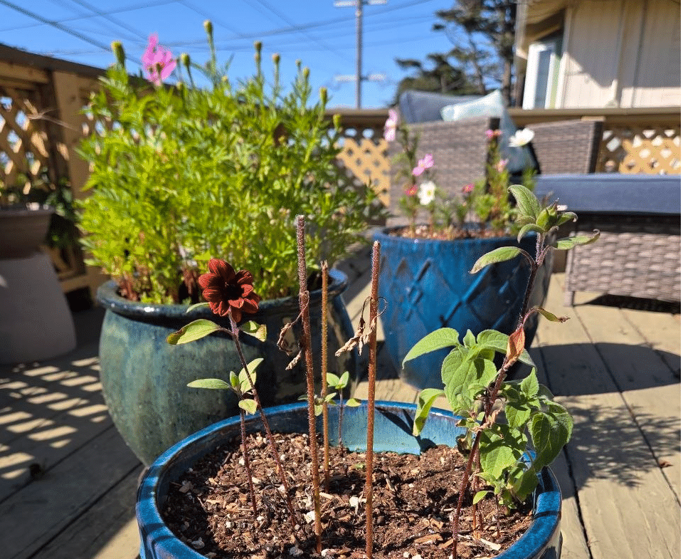 planting seeds
